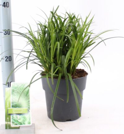 Carex oshimensis 'JS Greenwell' - Zegge