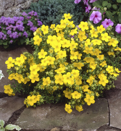 Potentilla fruticosa 'Goldfinger' - Ganzerik