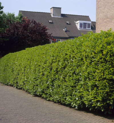 Prunus laurocerasus Rotundifolia  -  Laurierkers