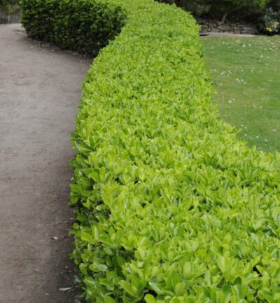 Euonymus japonicus 'Green Spire' - Kardinaalsmuts