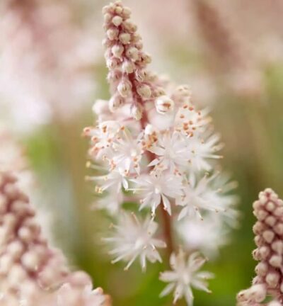 Tiarella cordifolia 'Pink Skyrocket' - Schuimbloem
