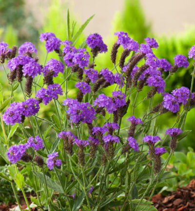 Verbena rigida - IJzerhard (=Venosa)