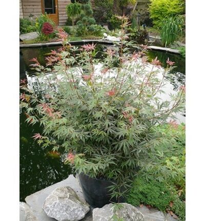Acer palmatum 'Jerre Schwartz' - Japanse Esdoorn