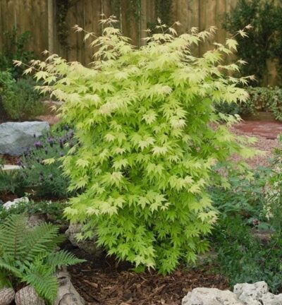 Acer palmatum 'Orange Dream' - Japanse Esdoorn