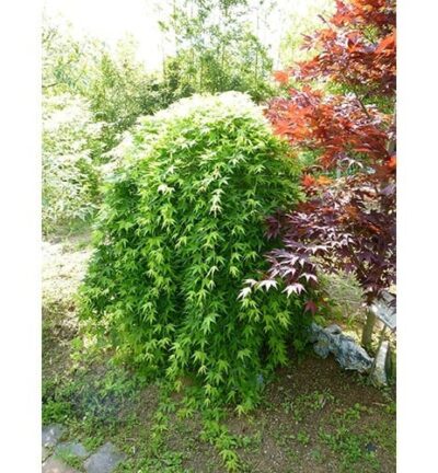 Acer palmatum 'Ryusen' - Japanse Esdoorn