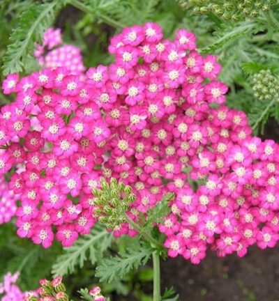Achillea millefolium 'Cerise Queen' -  Duizendblad