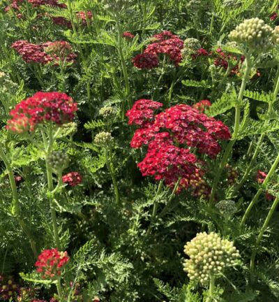 Achillea millefolium 'Paprika' -  Duizendblad