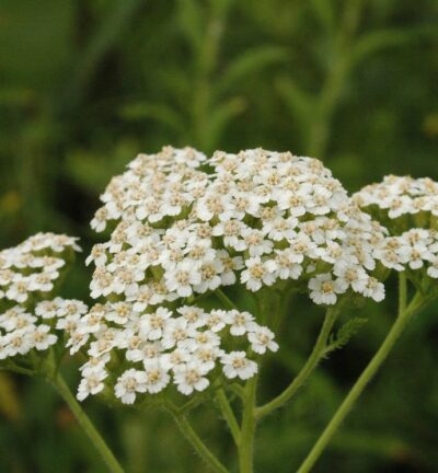 Achillea millefolium 'Schneetaler' -  Duizendblad