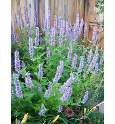 Agastache 'Blue Fortune' - Dropplant