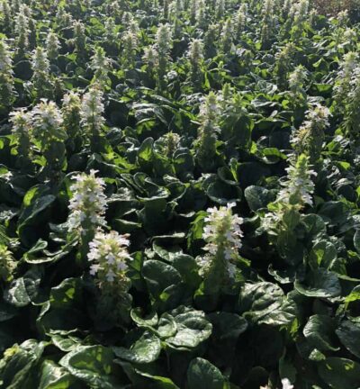 Ajuga reptans 'Alba' - Kruipend Zenegroen
