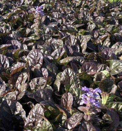 Ajuga reptans 'Atropurpurea' - Kruipend Zenegroen