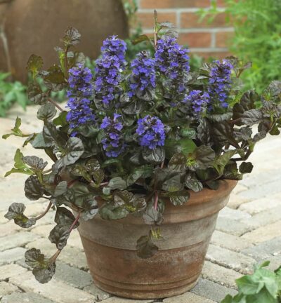 Ajuga reptans 'Black Scallop' - Kruipend Zenegroen