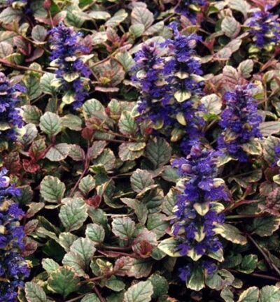 Ajuga reptans 'Burgundy Glow' - Kruipend Zenegroen
