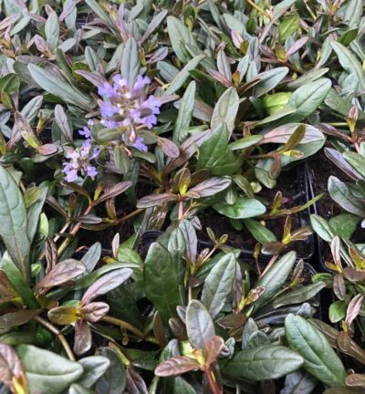 Ajuga reptans 'Chocolate Chip' - Zenegroen