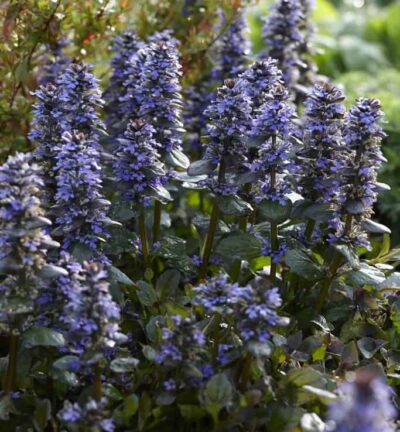 Ajuga reptans - Kruipend Zenegroen