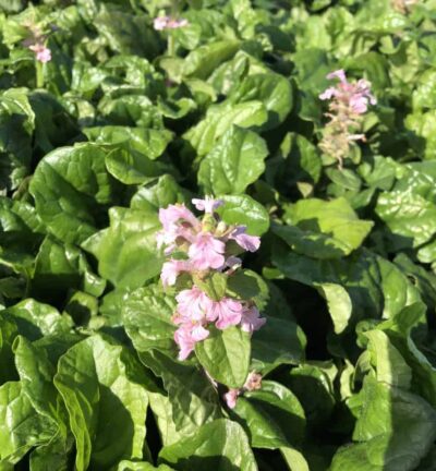 Ajuga reptans 'Rosea' - Kruipend Zenegroen