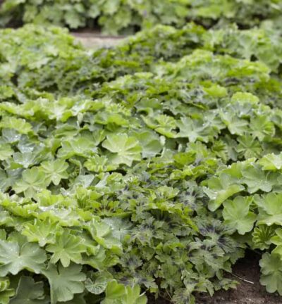 Alchemilla Mollis ´Thriller´ - Vrouwenmantel