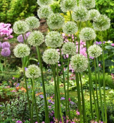 Allium 'Mont Blanc' - Sierui