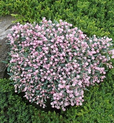 Andromeda polifolia 'Blue Ice' - Lavendelhei
