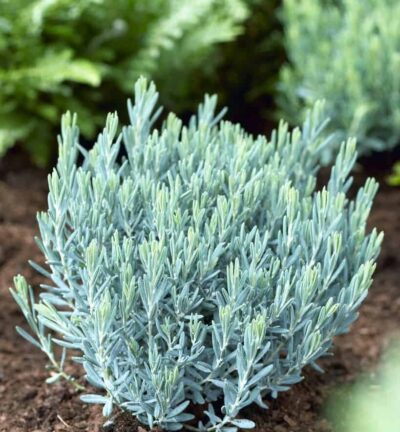 Andromeda polifolia 'Blue Lagoon' - Lavendelhei