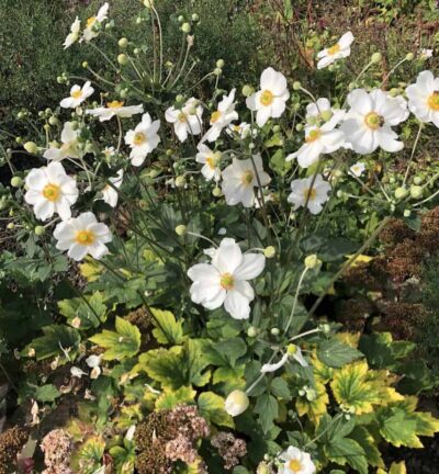 Anemone hybrida 'Honorine Jobert' - Herfstanemoon