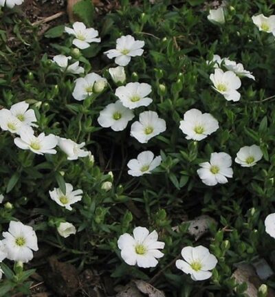 Arenaria Montana - Zandkruid