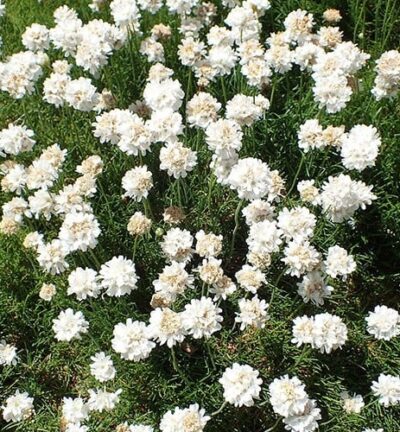 Armeria maritima 'Alba' - Engels Gras