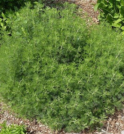Artemisia Abrotanum - Citroenkruid