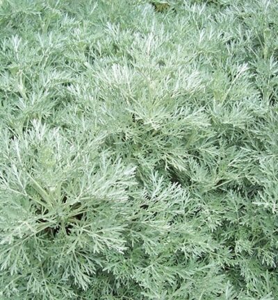 Artemisia Powis Castle - Bijvoet