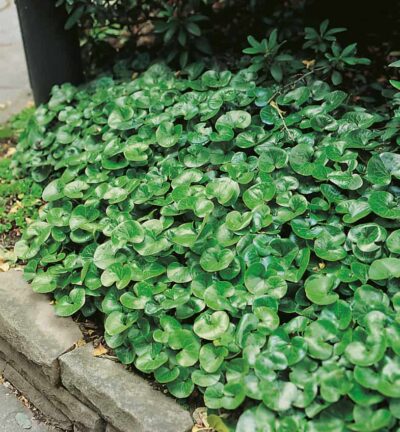 Asarum Europaeum - Mansoor
