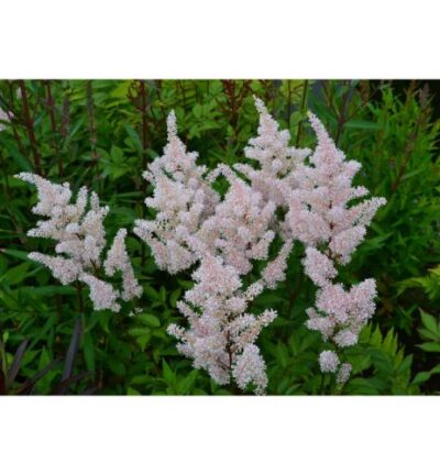 Astilbe astary 'White' - Spirea