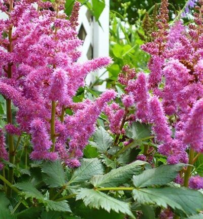 Astilbe japonica 'Rheinland' - Spirea