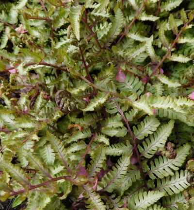 Athyrium niponicum 'Silver falls' - Japanse Regenboogvaren