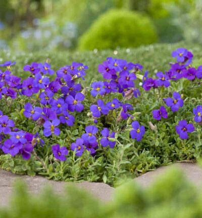 Aubrieta gracilis 'Hamburger Stadtpark' - Randjesbloem