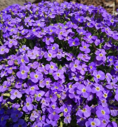Aubrieta gracilis 'Kitte Blue' - Randjesbloem