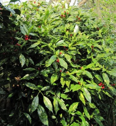 Aucuba japonica 'Crotonifolia' - Japanse Broodboom