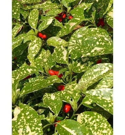 Aucuba japonica 'Variegata' - Japanse Broodboom