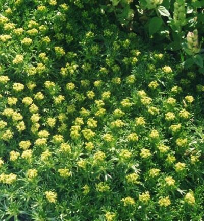 Azorella Trifurcata -  Andeskruid