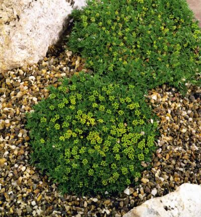 Azorella Trifurcata ´nana´ -  Andeskruid