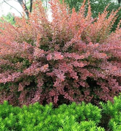 Berberis thunbergii Atropurpurea -  Japanse Berberis