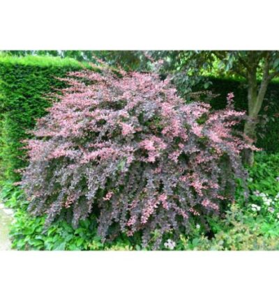 Berberis thunbergii Bagatelle -  Japanse Berberis