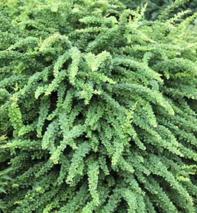 Berberis thunbergii Green Carpet -  Japanse Berberis