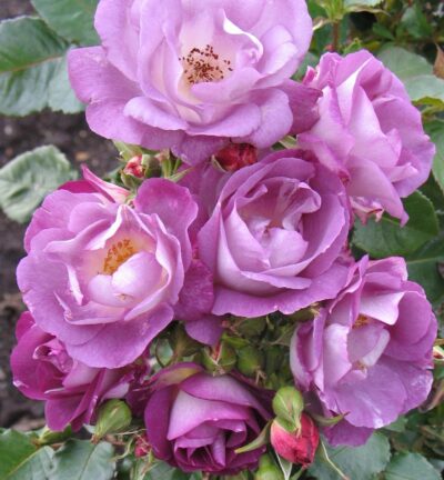 Rosa Blue for You - Geurende roos