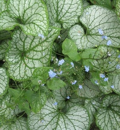 Brunnera macrophylla 'Jack Frost' - Kaukasisch Vergeet-me-nietje