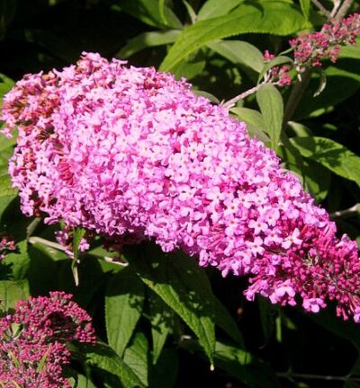 Buddleja davidii 'Pink Delight' - Vlinderstruik