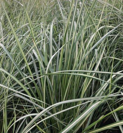 Calamagrostis acutiflora 'Avelanche' - Struisriet