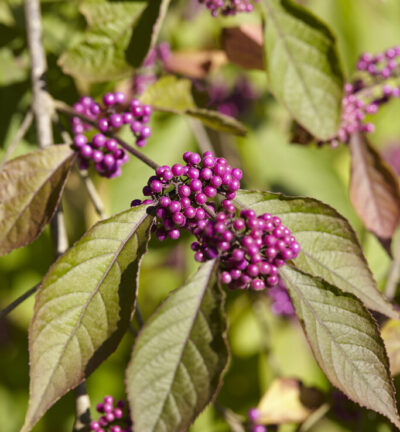 Callicarpa bodinieri 'Profusion' - Schoonvrucht