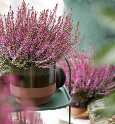 Calluna vulgaris 'Marlies' - Struikheide