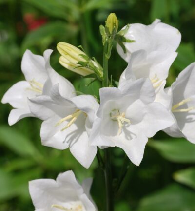 Campanula persicifolia 'Snow White' - Klokjesbloem