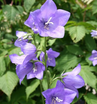 Campanula persicifolia 'Coerulea' - Klokjesbloem